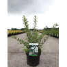 SPIRAEA nipponica SNOWMOUND (Spirée) En pot de 3-4 litres forme buisson