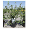 SPIRAEA vanhouttei (Spirée) En pot de 4-5 litres forme buisson