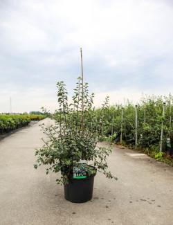 SPIRAEA vanhouttei En pot de 10-12 litres