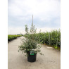 SPIRAEA vanhouttei (Spirée) En pot de 10-12 litres forme buisson