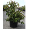 STACHYURUS chinensis CELINA (Stachyurus) En pot de 10-12 litres forme buisson