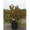 STACHYURUS chinensis CELINA (Stachyurus) En pot de 15-20 litres forme buisson