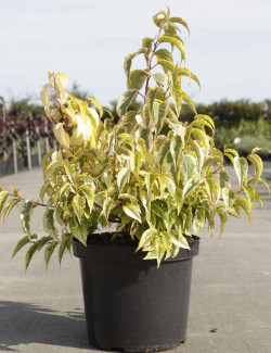 STACHYURUS chinensis JOY FOREVER En pot de 10-12 litres