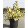 STACHYURUS chinensis JOY FOREVER (Stachyurus) En pot de 10-12 litres forme buisson