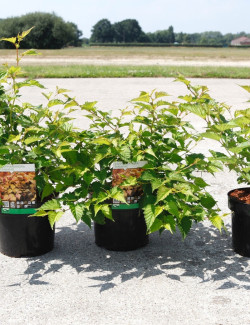 STEPHANANDRA incisa CRISPA En pot de 3-4 litres