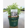 DEUTZIA compacta LAVENDER TIME (Deutzia) En pot de 3-4 litres forme buisson