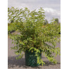 DEUTZIA compacta LAVENDER TIME (Deutzia) En pot de 10-12 litres forme buisson