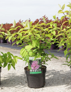 DEUTZIA hybrida PERLE ROSE En pot de 3-4 litres buisson hauteur 040-060 cm