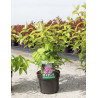 DEUTZIA TOURBILLON ROUGE (Deutzia) En pot de 3-4 litres forme buisson