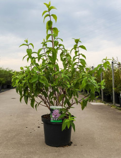 DEUTZIA hybrida PERLE ROSE En pot de 10-12 litres buisson hauteur 080-100 cm