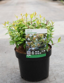 abelia-a-grandes-fleurs-kaleidoscope-abelia-grandiflora-kaleidoscope-3.jpg