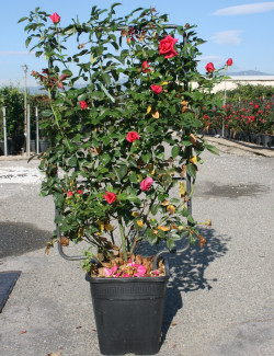 ROSIER grimpant En pot forme espalier