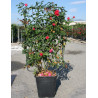 Topiaire (Plante taillée) -  ROSIER grimpant En pot de 15-20 litres forme espalier