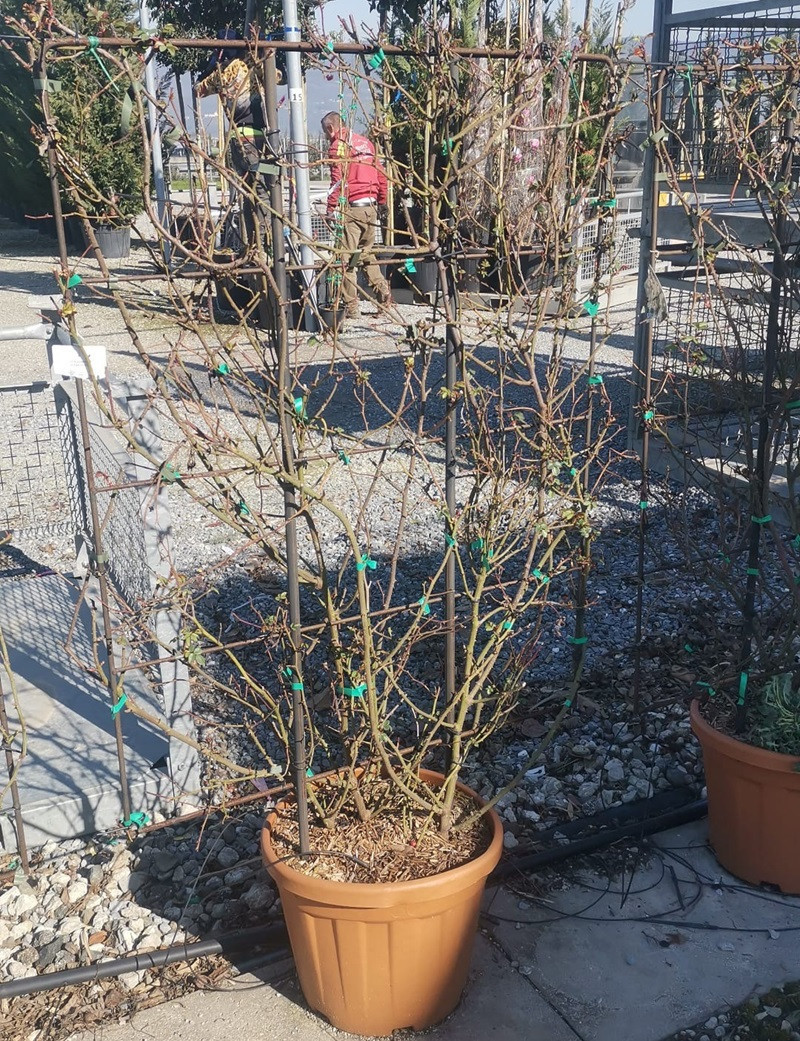 ROSIER grimpant ROUGE En pot  forme espalier