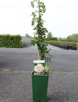 ROSIER GRIMPANT ALBÉRIC BARBIER En pot de 4-5 litres