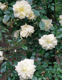 ROSIER GRIMPANT ALBÉRIC BARBIER