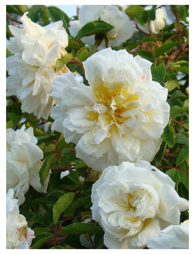 ROSIER GRIMPANT ALBÉRIC BARBIER (Rosier grimpant)