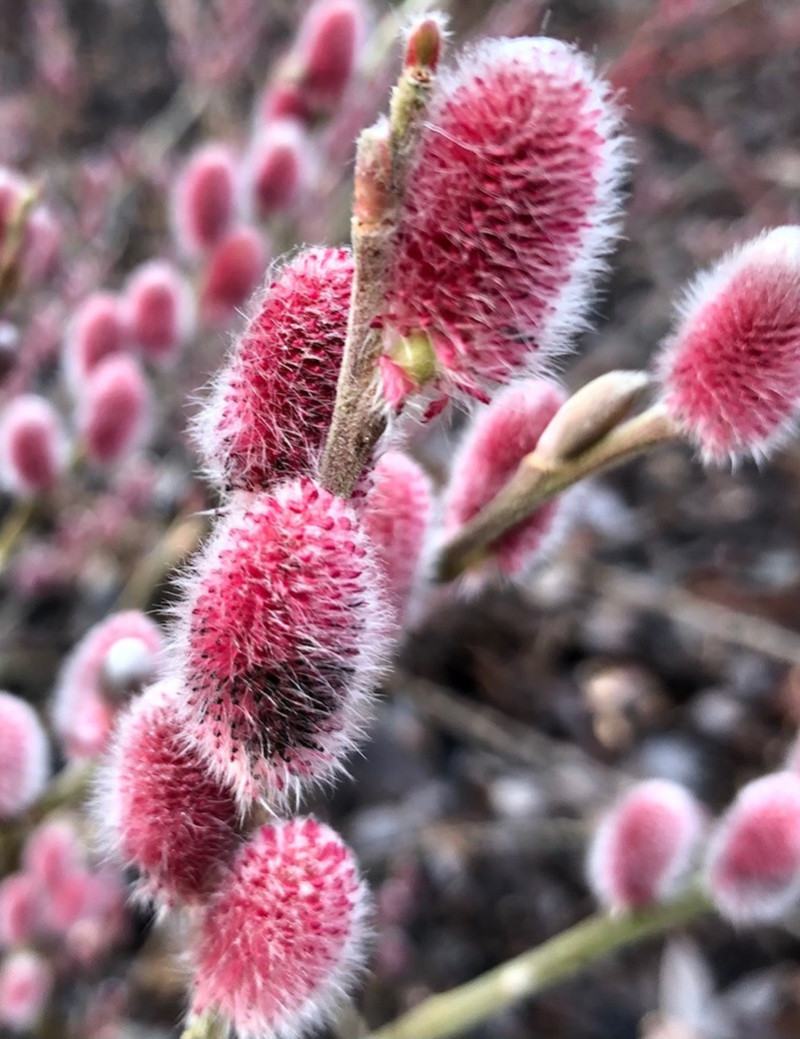 SALIX gracilistyla MOUNT ASO (Saule japonais)