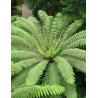 DICKSONIA antartica (Fougère arborescente)