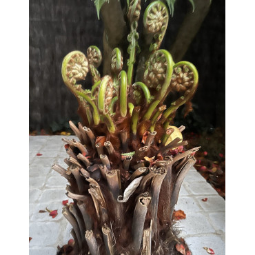 DICKSONIA antartica (Fougère arborescente)