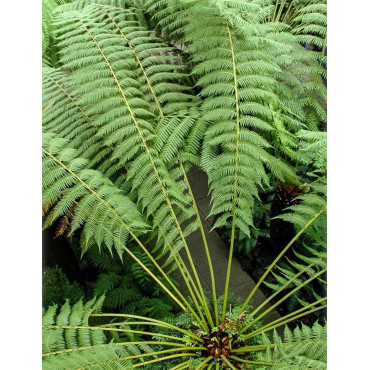 DICKSONIA antartica (Fougère arborescente)