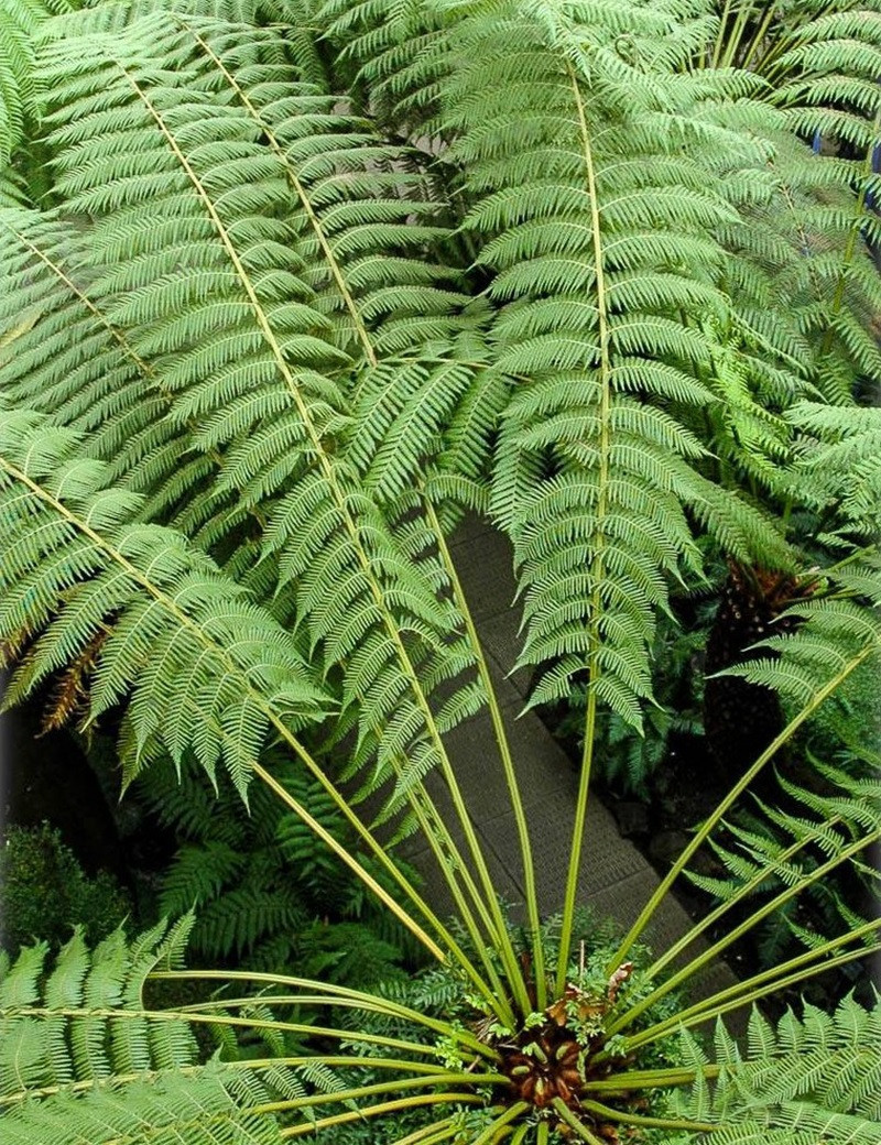 DICKSONIA antartica (Fougère arborescente)