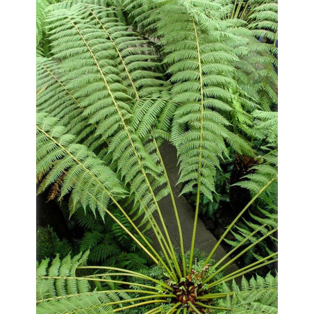 DICKSONIA antartica (Fougère arborescente)