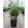 HIBISCUS syriacus WHITE CHIFFON cov (Hibiscus, Althéa) En pot de 15-20 litres forme buisson