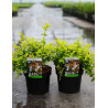 ABELIA FRANCIS MASON En pot de 3-4 litres buisson diamètre 020-030 cm