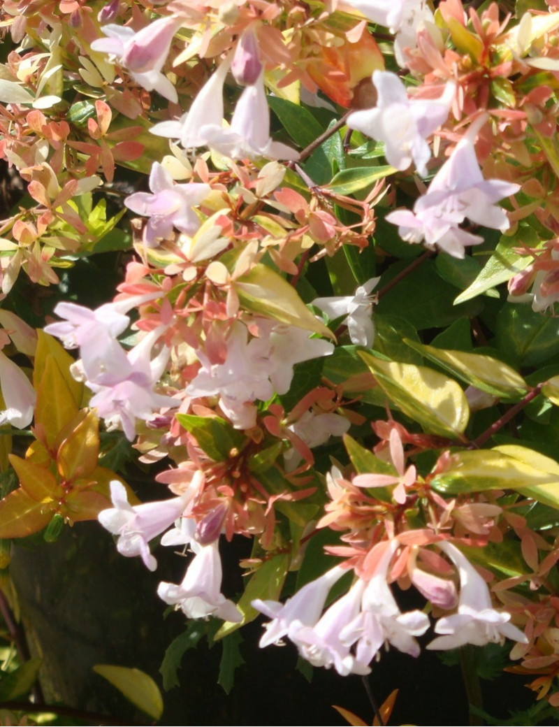 ABELIA grandiflora FRANCIS MASON (Abélia à grandes fleurs Francis Mason)