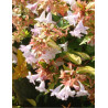 ABELIA FRANCIS MASON
