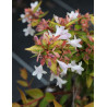 ABELIA FRANCIS MASON
