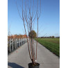 PRUNUS serrula BRANKLYN (Cerisier du Tibet Branklyn) En pot de 15-20 litres forme buisson