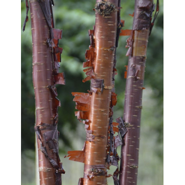 PRUNUS serrula BRANKLYN (Cerisier du Tibet Branklyn)