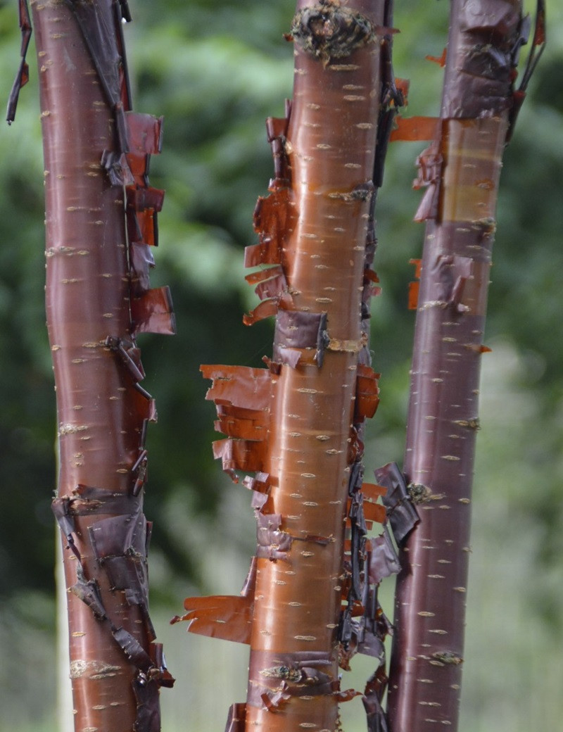 PRUNUS serrula BRANKLYN (Cerisier du Tibet Branklyn)