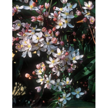 CLEMATIS armandii APPLE BLOSSOM (Clématite d'Armand Apple blossom)