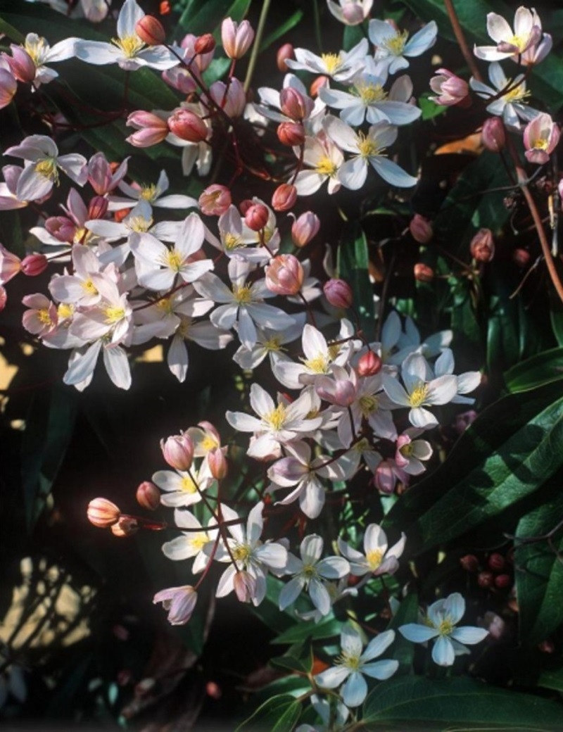 CLEMATIS armandii APPLE BLOSSOM (Clématite d'Armand Apple blossom)