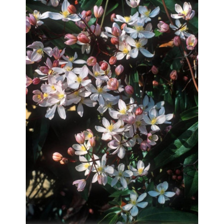 CLEMATIS armandii APPLE BLOSSOM (Clématite d'Armand Apple blossom)
