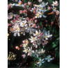 CLEMATIS armandii APPLE BLOSSOM
