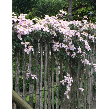 CLEMATIS armandii APPLE BLOSSOM (Clématite d'Armand Apple blossom)