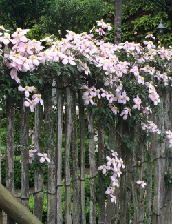 CLEMATIS armandii APPLE BLOSSOM