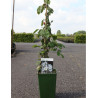 ROSIER GRIMPANT BOBBIE JAMES (Rosier grimpant) En pot de 4-5 litres hauteur 080-100 cm