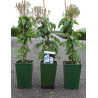 ROSIER GRIMPANT BOBBIE JAMES (Rosier grimpant) En pot de 4-5 litres hauteur 080-100 cm