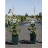 ROSIER GRIMPANT FILIPES KIFTSGATE (Rosier grimpant) En pot de 4-5 litres hauteur 080-100 cm