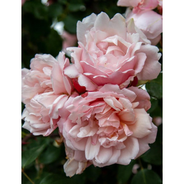 ROSIER GRIMPANT ALBERTINE (Rosier grimpant)