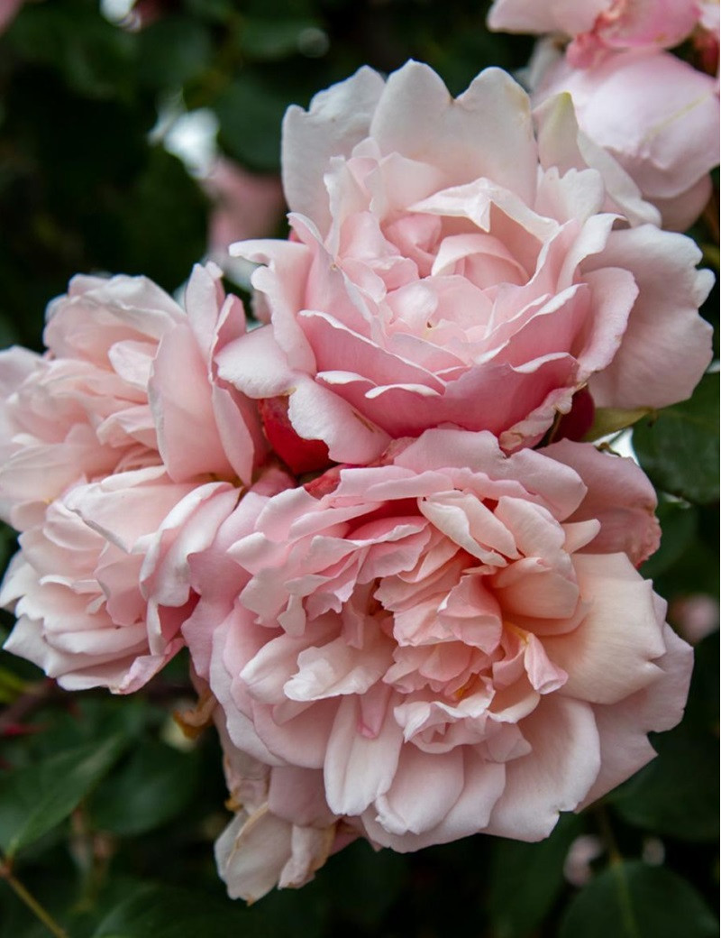 ROSIER GRIMPANT ALBERTINE (Rosier grimpant)