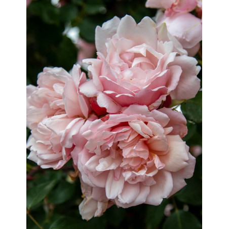 ROSIER GRIMPANT ALBERTINE (Rosier grimpant)