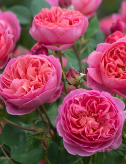 ROSIER DAVID AUSTIN BOSCOBEL