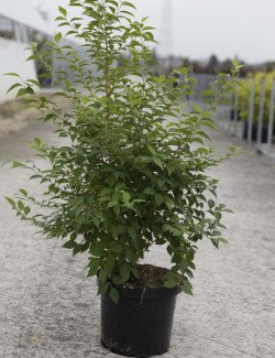 STYRAX japonicus En pot de 10-12 litres