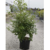 STYRAX japonicus (Styrax du Japon) En pot de 10-12 litres forme buisson